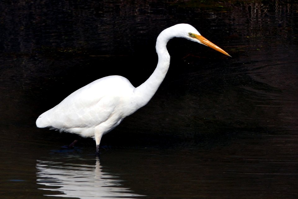 White heron,(Egretta alba modesta) photo