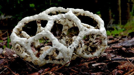 Basket Fungi.