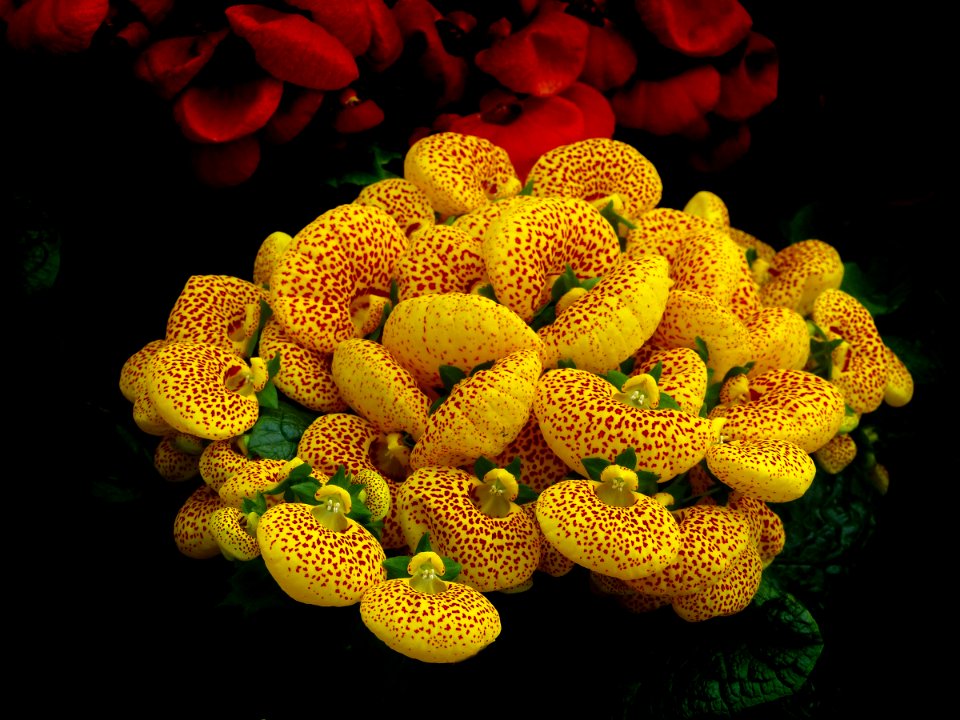 Calceolaria. Lady's purse. FZ200 photo