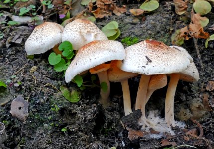 Macrolepiota clelandii. photo