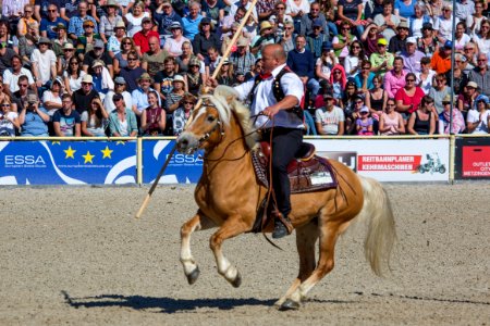02Haflinger 20161776