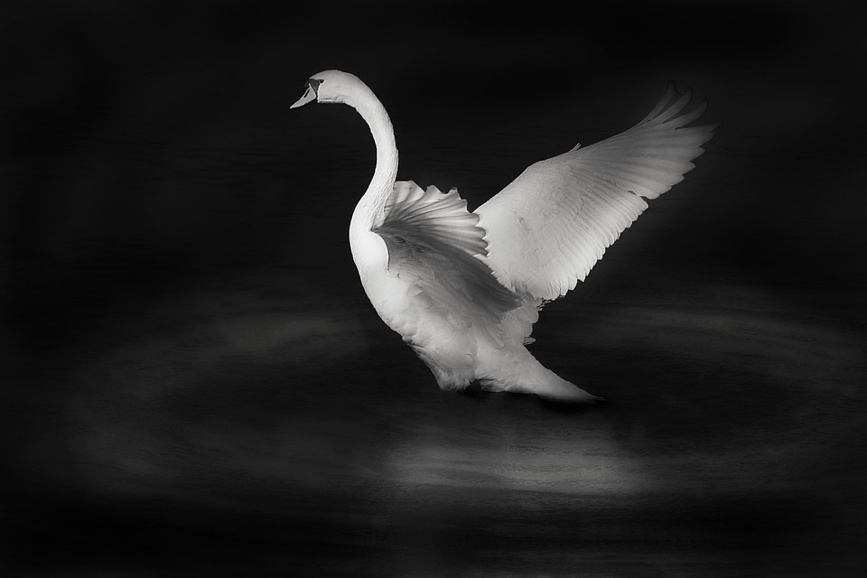 Water bird black and white elegant