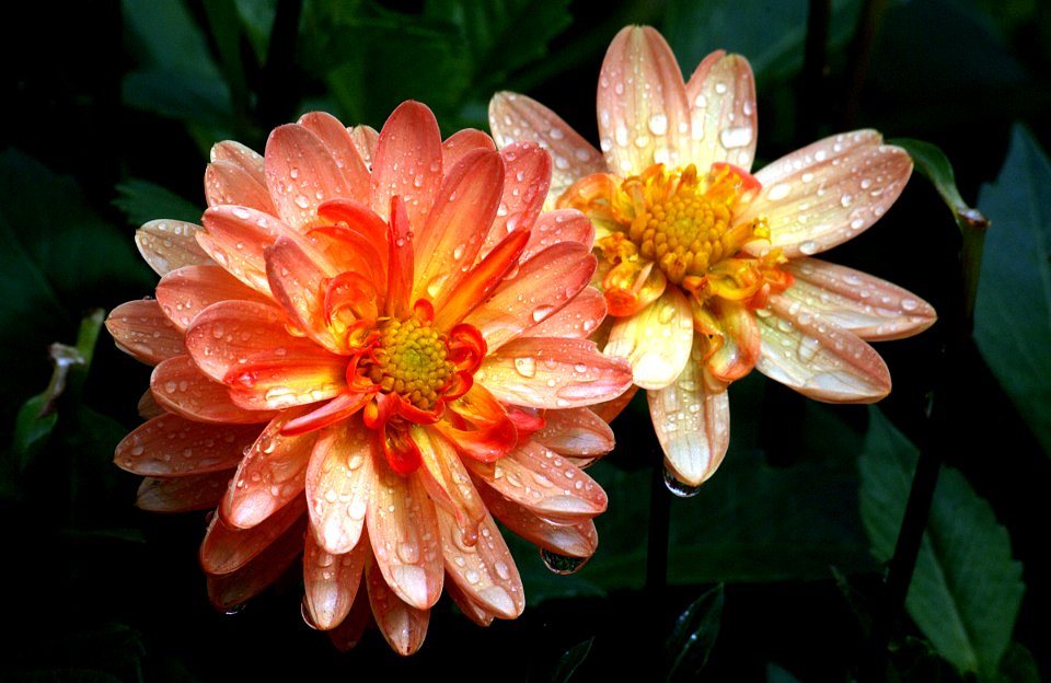 Taratahi Sunrise.Dahlia.