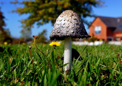 Coprinus comatus photo