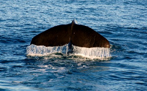 Sperm Whale. Kaikoura.NZ photo