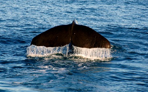 Sperm Whale.  Kaikoura.NZ