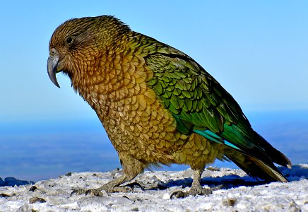 Kea Alpine parrot photo