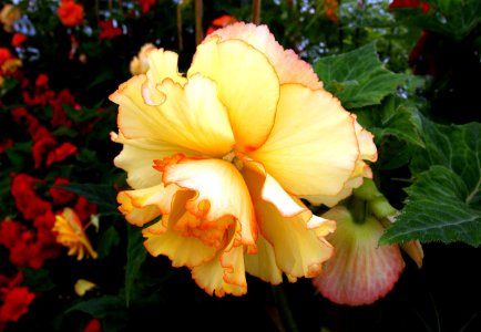 Yellow Begonia photo