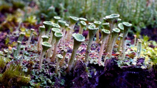 Cladonia asahinae. (pixie cup lichen)