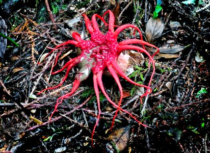 Stinkhorn (Phallaceae)