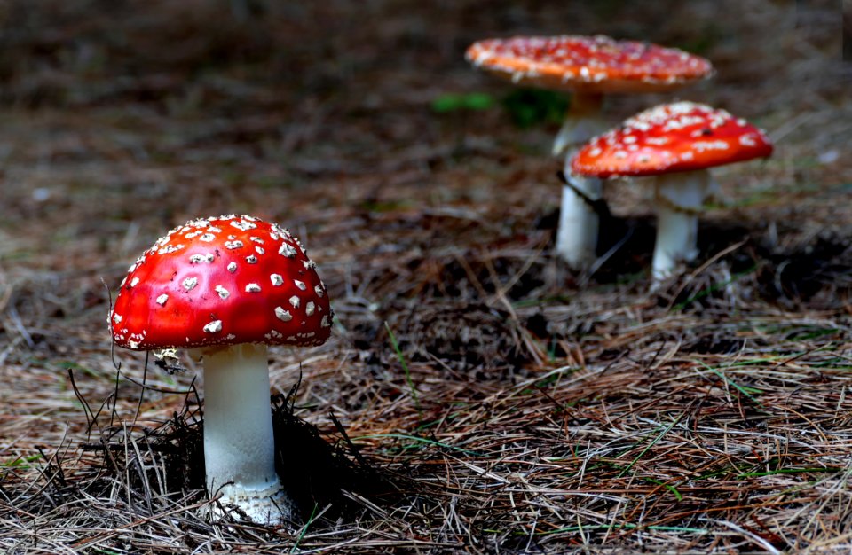 Amanita muscaria,  (fly agaric)