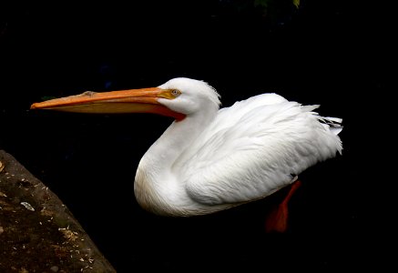 Pelican.