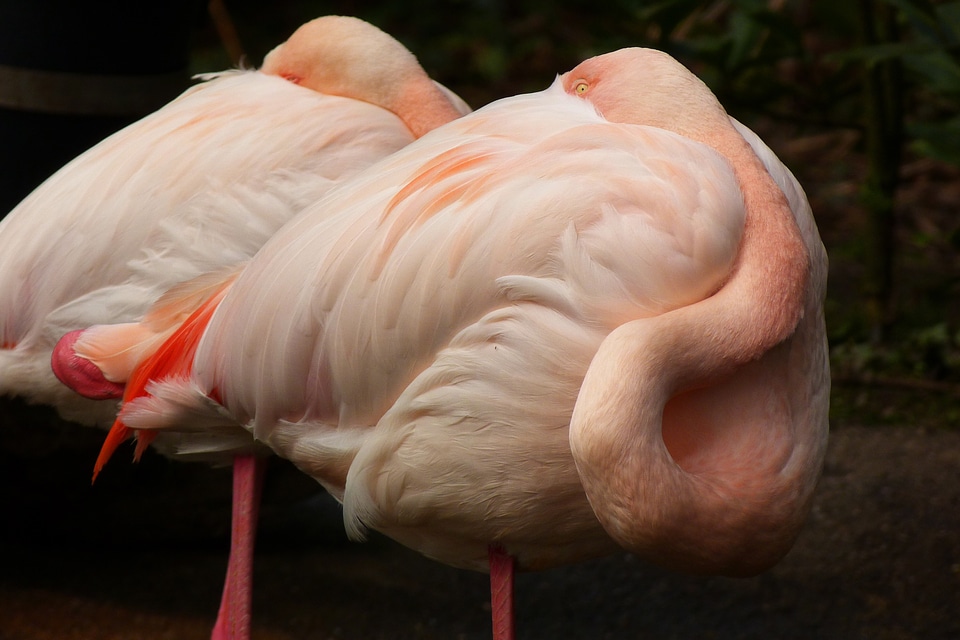 Animal pink birds