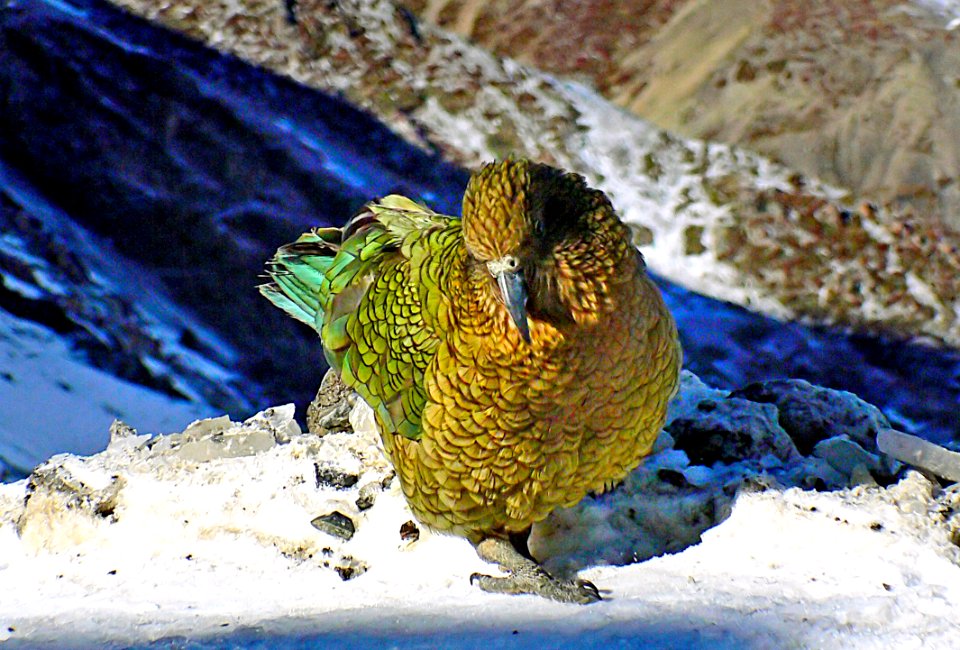 The Kea ( Nestor notabilis)