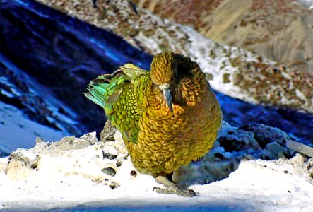 The Kea ( Nestor notabilis) photo