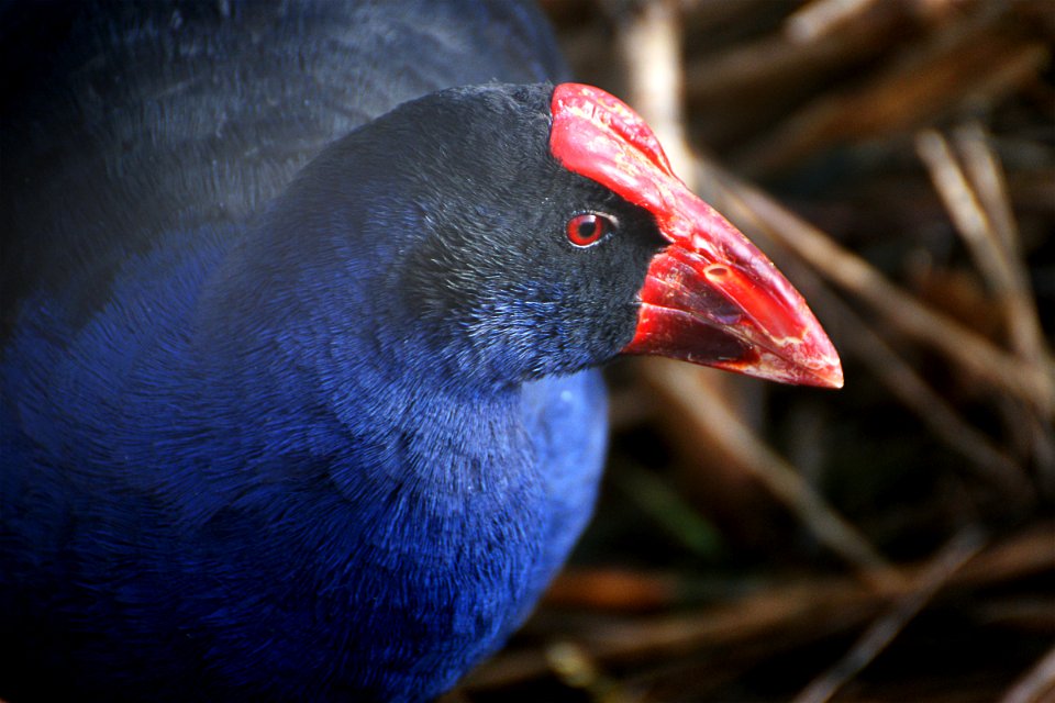 Pūkeko.(Porphyrio porphyrio melanotus)