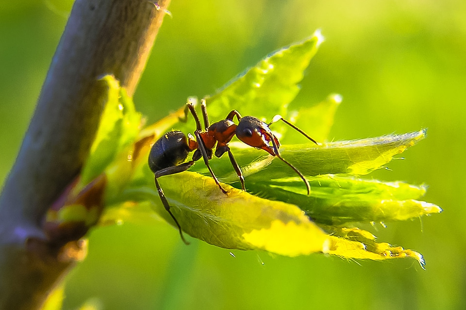 Ant nature macro