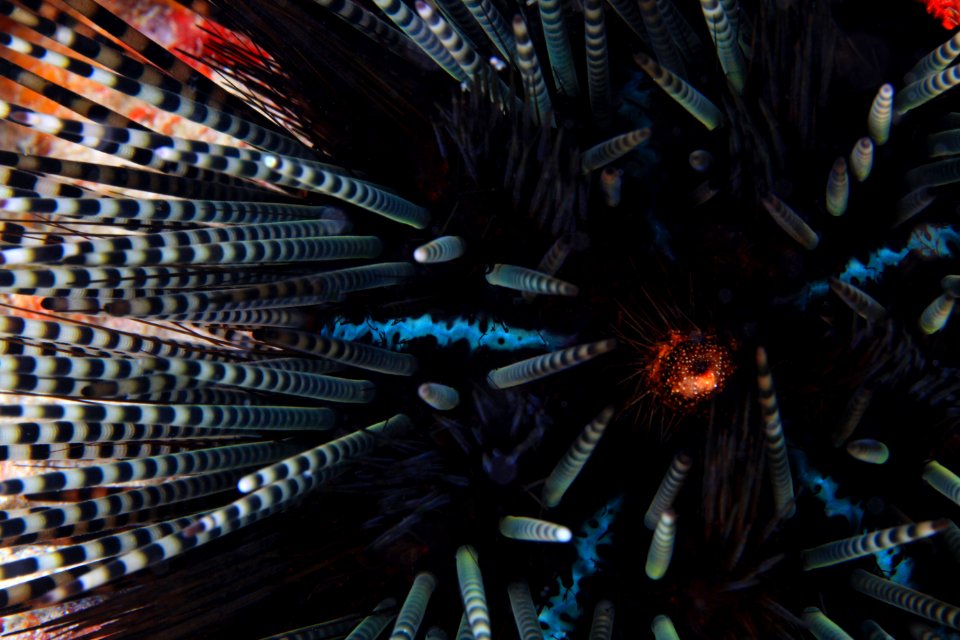 Banded Urchin at Gardner Pinnacles