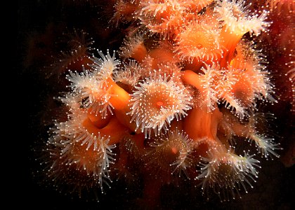 Sea anemones. Monterey Aquarium. photo