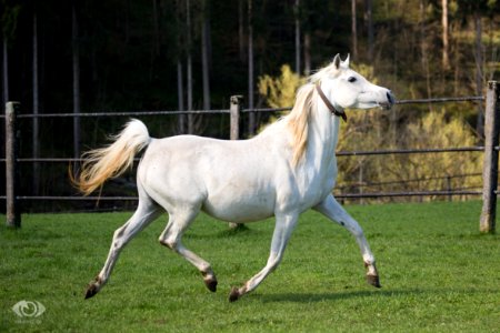 Dahi 20160133