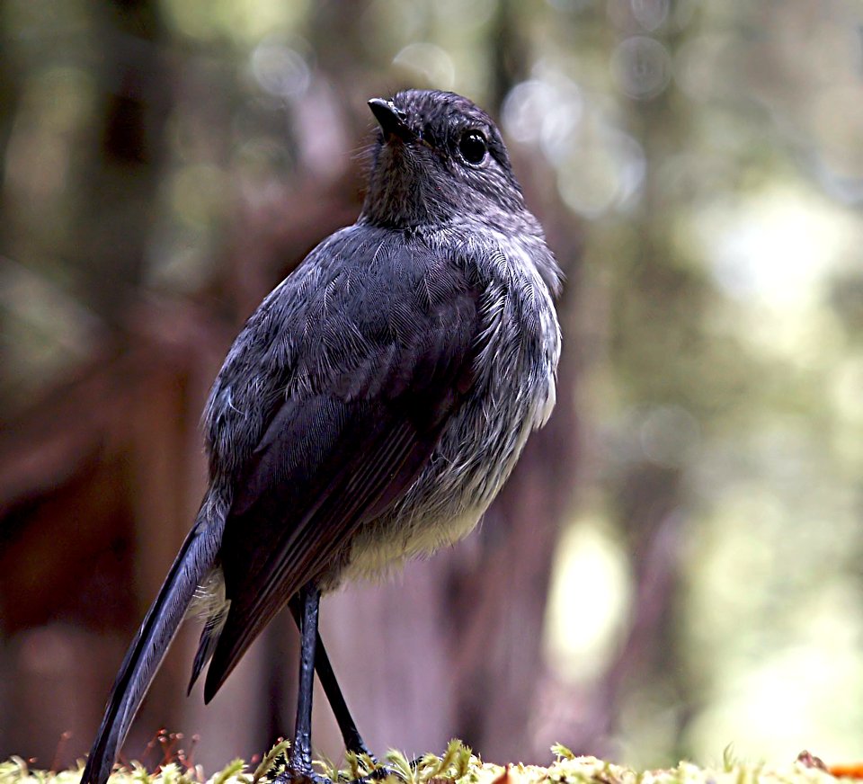 New Zealand Bush Robin. photo