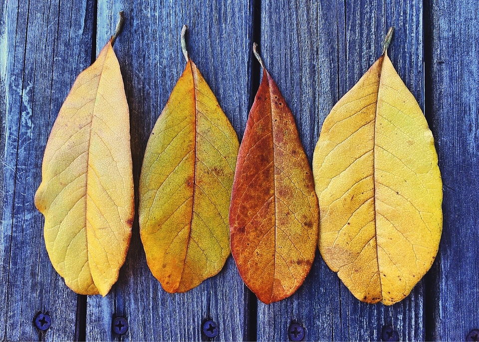 Season leaf fall leaves background