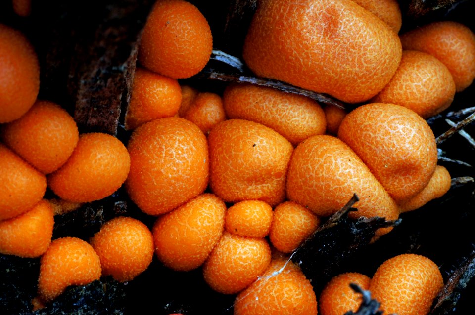 Lycogala epidendrum.