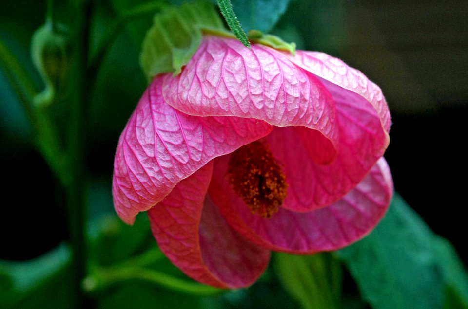 Abutilon x hybridum 'Orange Red' - Parlor Maple Malvaceae.