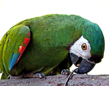 Severe Macaw photo
