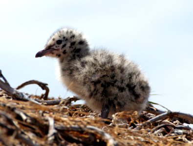 Red billed gull chick. (From a hide) photo