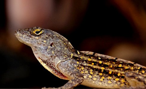 Brown anole, (Norops sagrei,)