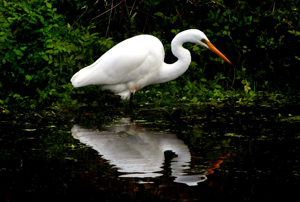 White heron,(Egretta alba modesta)