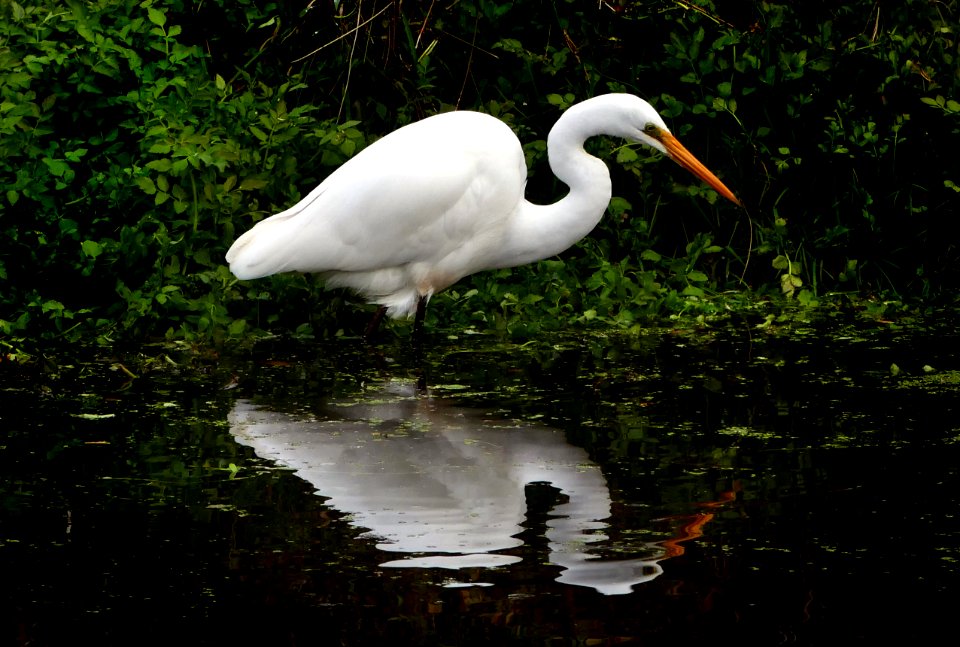 White heron,(Egretta alba modesta) photo