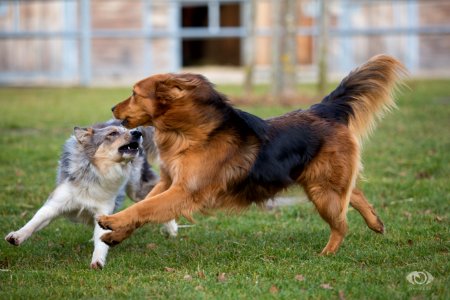 Hunde 150013