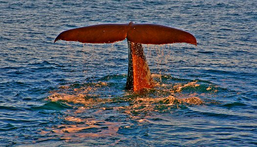 Sperm Whale about to dive. photo