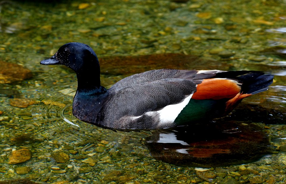 Male Shell Duck.NZ photo