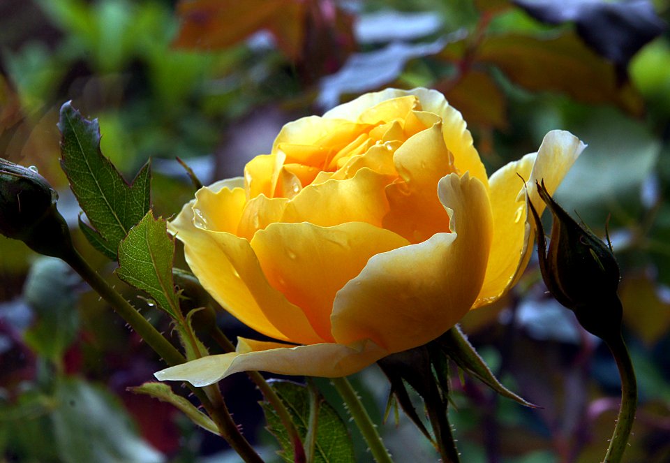 Graham Thomas rose.
