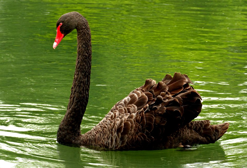 The black swan (Cygnus atratus)