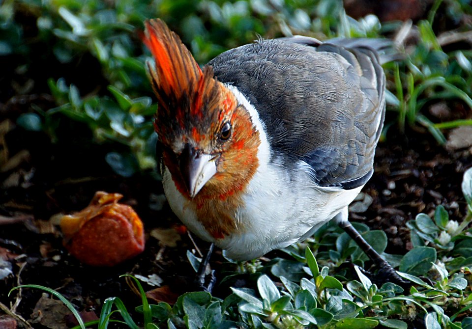 Red-Crested Cardinal. ((Paroaria coronata))