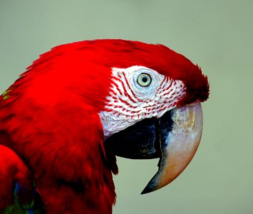 Red Blue Macaw.