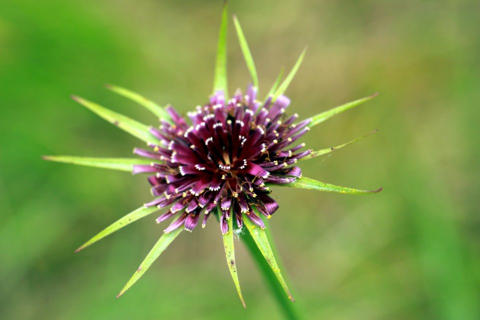 Flore montpelliéraine