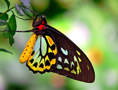 Cairns Birdwing.
