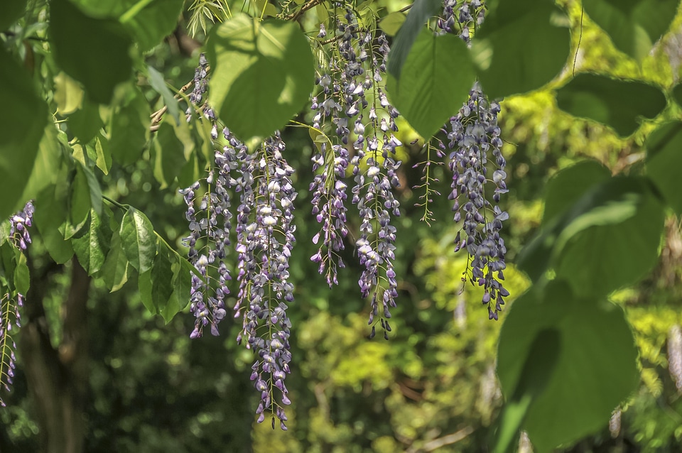 Japanese glycine flower green