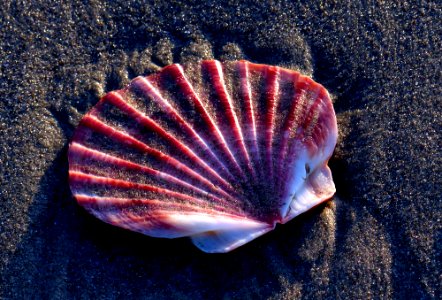Scallop shell on the sands.