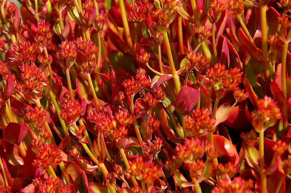 Flowers leaves foliage