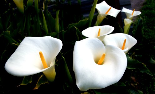 Calla Lilies photo