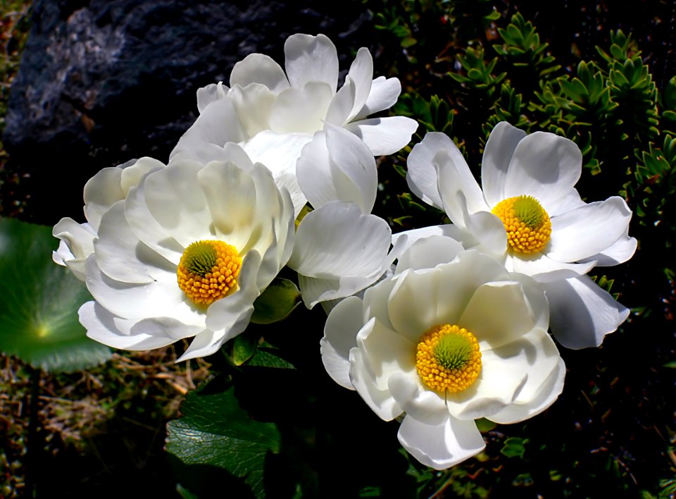 The Mount Cook lily.