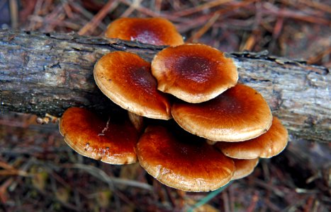 Sulphur tuft. (Hypholoma fasciculare)