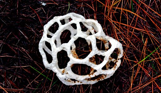 White basket fungus ( Ileodictyon cibarium )