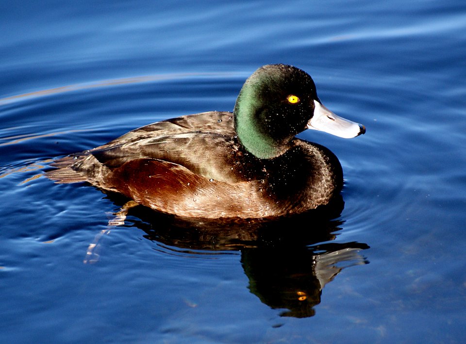 Scaup NZ photo